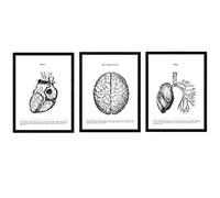 Nacnic Set of 3 anatomy posters in black and white images of the human body. Foil Pack biology with heart, brain and lungs. A4 size. With Marco.