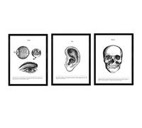 Nacnic Set of 3 Anatomy Posters. Vintage style wall decoration of eyes, ears and skulls. Assorted black and white pictures of human anatomy and body parts. Size A4.