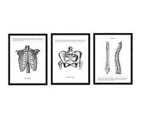 Nacnic Set of 3 Anatomy Posters. Vintage style wall decoration of pelvis, spine and ribcage. Assorted black and white pictures of human anatomy and body parts. Size A4.