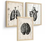 Nacnic Set Of 3 Human Anatomy Wall Art Prints Posters And Decorative Pictures With Brain Heart Lungs Trachea Bronchi Industrial Black And White Design Medical Wall Decor Size A4 Without Frame