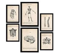 Nacnic Skeleton Posters. Medical Vintage Style Illustrations of Anatomy, Body Parts, Bones and Muscles. Aesthetic Illustrations for Interior Design and Decoration. A4 & A3 Black Frames.