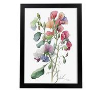 Nacnic Sweet Pea Poster in Watercolor style Flower Plant Botanical Illustration White Background Wall Art Prints for Interior Design and Decoration, Size A4