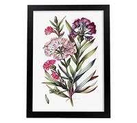 Nacnic Sweet William Poster in Watercolor style Flower Plant Botanical Illustration White Background Wall Art Prints for Interior Design and Decoration. Model 2, Size A4