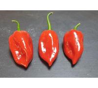 Naga Seasoning 5 Chilli Seeds by CHILLIESontheWEB Pick and Mix Get 4 Packs for Price of 3