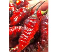 Naga Twister Black Chilli Seeds - 10 Fresh Seeds