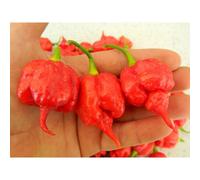Naga Viper Brain Chilli Seeds - 10 Fresh Naga Pepper Seeds