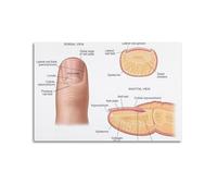 Nail Anatomy Structure Map Knowledge Art Posters Are Suitable for Decorating Living Room, Bedroom, Study, Restaurant, Corridor, Children's Room, EtcUnframe-style 08x12inch(20x30cm)