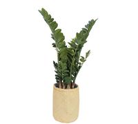 Nairobie Zamia Artificial Plant Tanaman