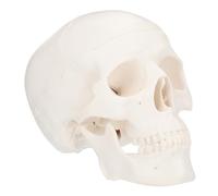 NAMOARLY 1Pc Detachable Plastic Skull Model Anatomical Human Skull Decor for Studies Portable Lightweight Design for Anatomy Students and Artists