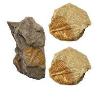 NAMOARLY 3Pcs Real Trilobite Tail Paleontology Kit Natural Specimens for Classroom Teaching and Student Collection Educational Digging Rock Set