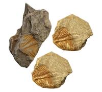 NAMOARLY 3Pcs Real Trilobite Tail Remnant Kit Paleontology Teaching Specimens Natural Rock Collection for Classroom Science Education and Geological Study