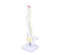 NAMOARLY Human Spine Model Detailed Anatomical Vertebral Column with Nerve Roots and Intervertebral Discs for Doctor Nurse Student Practice and Teaching Aid