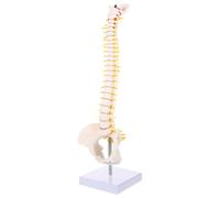 NAMOARLY Human Spine Model with Tailbone and Pelvis Flexible Vertebral Column Anatomy Teaching Tool for Medical Students Doctors Nurses Research Display