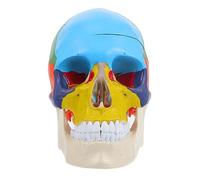 NAMOARLY Medical Human Skull Model for Teaching Anatomical Teaching Model for Anatomy Learning Detailed Fake Skull Head Display Educational Tool for Students