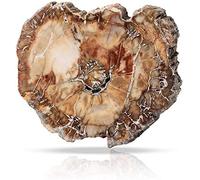 Namvo Natural Wood Fossil Piece Irregular Polished Petrified Wood Ornament Teaching Fossil Specimen Materials, 7cm-9cm