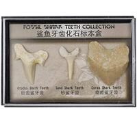 Namvo Set of 3pcs Natural Fossil Shark Tooth Specimen Natural Stones for Education Home Decor Teeth Fossiles Children Gift