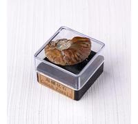 Namzi 2 Pieces Brown Natural Crystal raw Stone ore Specimen Set, Crystal Mineral Children's Science Popularization Teaching Gift Ornament
