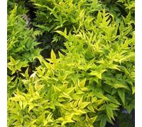 Nandina domestica Lemon and Lime Heavenly Sacred Bamboo Shrub 9cm/2L