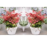 Thompson & Morgan Nandina Domesitca Fire Power 9Cm Potted Plant X 1