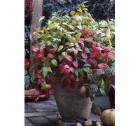 Nandina 'Firepower' 2L Red