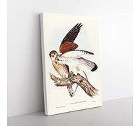Nankeen Kestrels by Elizabeth Gould Canvas Wall Art Print 30x20 Inch