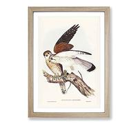 Nankeen Kestrels by Elizabeth Gould Framed Wall Art Print A2 Oak
