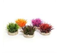 Nano Fiesta Grass - 6cm