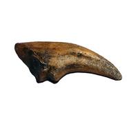 Nanotyrannus Dinosaur Life Size Foot Claw Fossil Replica