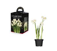 Narcissi Bridal Crown Daffodil Bulb Gift Set 3 Mixed Flowering Bulbs & Pot 13/15