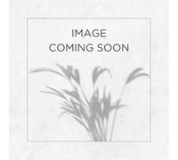 Narcissi 'Pueblo' 10 x spring flowering bulbs. Creamy narcissus flowers. Rockery narcissi. Available from Bedwen Plants