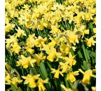 Narcissi 'Tête-à-Tête'. 10 x spring flowering bulbs. Yellow narcissus flowers. Rockery narcissi. Available from Bedwen Plants