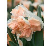 Narcissus Apricot Whirl (10 bulbs) - Soft Apricot and White Daffodils