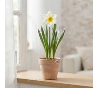 Narcissus 'golden Echo' Daffodil Bulbs - 7 Bulbs