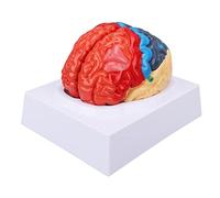 Naroote Cerebral Brain Model, Color Partitioned | Durable PVC material, Suitable for teaching, Anatomical studies, Functional partitions display