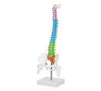 Naroote Flexible Colored Human Skeleton Spine Model with Pelvis Femur for School Learning and Decoration Made of PVC Material 45cm
