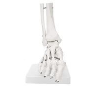 Naroote Foot Connection Model, Foot Education Model Safe for At Home for Joints