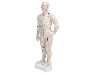 Naroote Human Body Acupuncture Model, Professional Portable Points Model, Clear Acupoint Identification Acupuncture for Chinese Teaching, Ideal for Demonstration