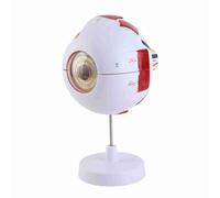 Naroote Human Eyeball Model 6X Enlarged Anatomical Eyeball Model with Easy Disassembly for Teaching Education PVC Material for Science Education