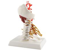 Naroote Spine Model, Human Model Teaching Model Vertebrae Model Cervical Spine Model Removable Human Spinal Model for Doctor Patient Communication Teaching Presentation