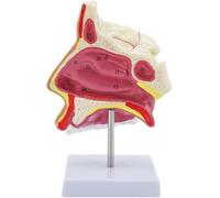 Nasal Anatomy Model 1.5X Magnification Anatomical Human Nasal Cavity Model Cutaway Nasal Cavity Showing External Nose Nasal Bones and Nasal