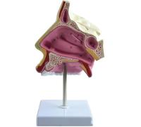 Nasal Cavity Anatomy Model, Life Size Human Sinus Organ Model for Biology Teaching, Structural Tissue Display for Science Education and Learning