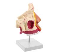 Nasal Cavity Anatomy Model with Display Stand Human Nose Structure