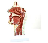 Nasal Cavity Model Human Anatomy Model Human Nasal Cavity Model Anatomical Nasopharyngeal Pathology Model