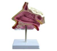 Nasal Cavity Model,Human Anatomy Nasal Cavity Models with Digital Labeled and Base for Learning and Understanding The Structure
