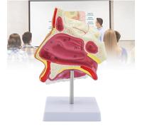 Nasal Cavity Model, Human Anatomy Nasal Cavity Models with Digital Labeled and Base for Science Classroom Study Display Teaching