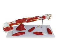 Nasal Cavity Model - Human Organ Anatomy Model - Medical Anatomical Turbinate in The Lateral Wall of The Nasal Cavity Enlargement Science Models - for Medical EducationalAid,A