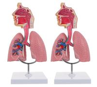 Nasal Cavity Throat Lung Anatomy Model, 1/2 Life-Size Human Head Larynx Respiratory System Organs Model for Medical Physiology Teach Education Display,2Pcs