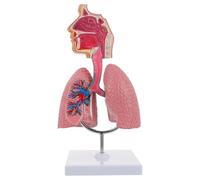 Nasal Cavity Throat Lung Anatomy Model, 1/2 Life-Size Human Head Larynx Respiratory System Organs Model for Medical Physiology Teach Education Display,1Pcs