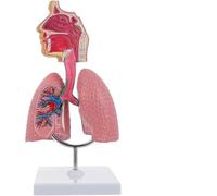 Nasal Cavity Throat Lung Anatomy Model, 1/2 Life-Size Human Head Larynx Respiratory System Organs Model for Medical Physiology Teach Education Display Research