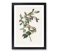 Nashville Warbler Birds by John James Audubon Framed Print | A2 Black Framed Wall Art | Ready to Hang | Modern Nature Picture | Living Room Bedroom Lounge Office